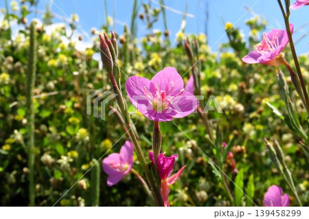 春~夏の野の花:ユウゲショウ:夕化粧:川辺のピンクの花 春~夏の野の花:ユウゲショウ:夕化粧:川辺のピンクの花 139458299