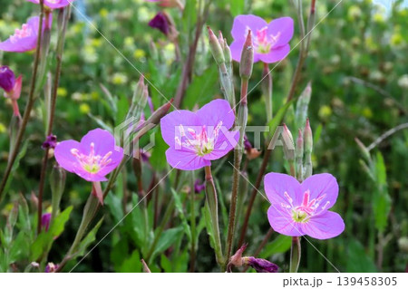 春～夏の野の花：ユウゲショウ：夕化粧：川辺のピンクの花 139458305