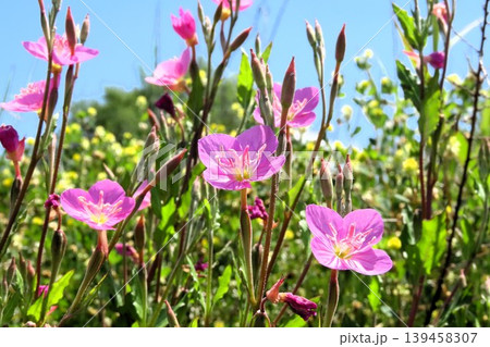 春~夏の野の花:ユウゲショウ:夕化粧:川辺のピンクの花 春~夏の野の花:ユウゲショウ:夕化粧:川辺のピンクの花 139458307