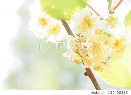 初夏に咲くキウイフルーツの花 139458388