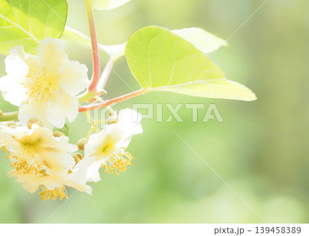 初夏に咲くキウイフルーツの花 初夏に咲くキウイフルーツの花 139458389