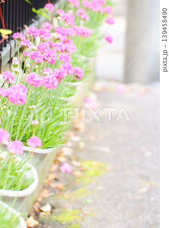 道沿いに咲くガーデニングの花 道沿いに咲くガーデニングの花 139458490