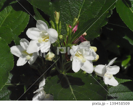 白いハコネウツギの花とつぼみのクローズアップ 白いハコネウツギの花とつぼみのクローズアップ 139458509