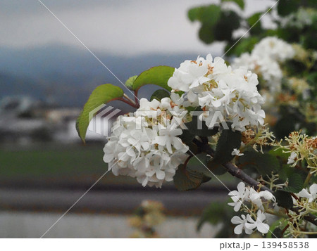 春霞の空と白いオオデマリの花(散りかけの花をつけた大手毬の枝) 春霞の空と白いオオデマリの花(散りかけの花をつけた大手毬の枝) 139458538