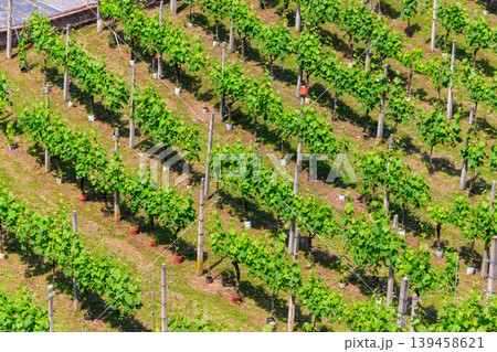 Top view of a green vineyard at summer 139458621