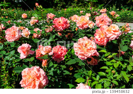 Beautiful pink roses on flower bed in a garden Beautiful pink roses on flower bed in a garden 139458632
