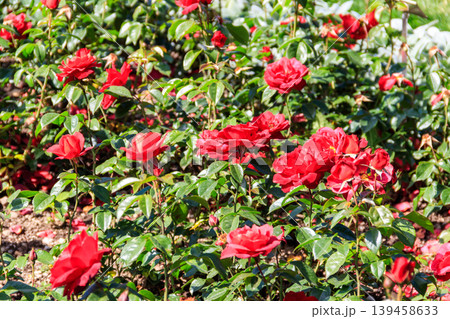 Beautiful red roses on flower bed in a garden 139458633