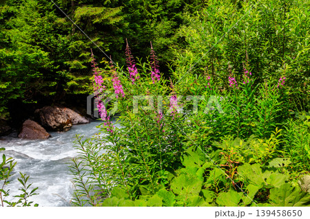 Rosebay willowherb or fireweed (Chamaenerion angustifolium) growing by the river 139458650