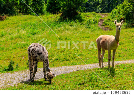 Two alpacas grazing in green alpine meadow in Switzerland Two alpacas grazing in green alpine meadow in Switzerland 139458653