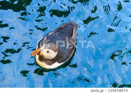 Atlantic puffin (Fratercula arctica), also known as the common puffin Atlantic puffin (Fratercula arctica), also known as the common puffin 139458674