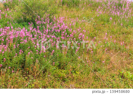 Rosebay willowherb or fireweed (Chamaenerion angustifolium) growing on the alpine meadow Rosebay willowherb or fireweed (Chamaenerion angustifolium) growing on the alpine meadow 139458680
