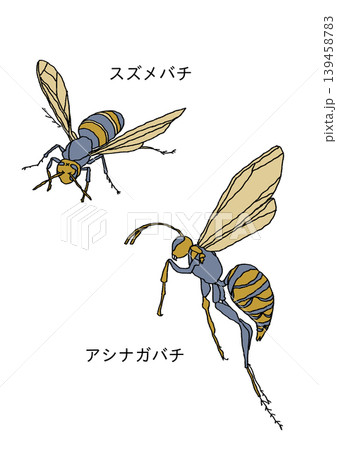蜂 蜂 139458783