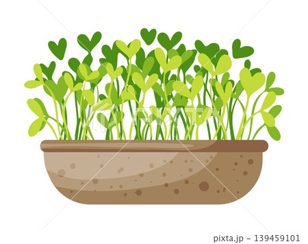 Microgreens Growing in Brown Soil Tray Clipart Microgreens Growing in Brown Soil Tray Clipart 139459101