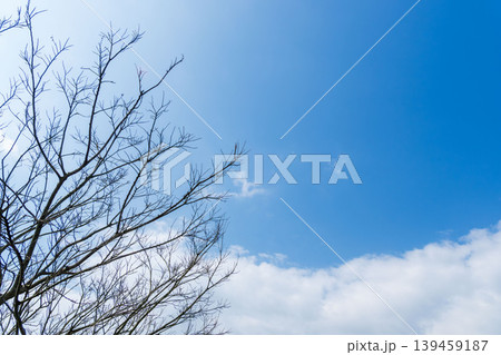 春の空と白い雲と葉の無い木のシルエット06 春の空と白い雲と葉の無い木のシルエット06 139459187