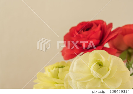 ラナンキュラスの赤と白の花を室内でクローズアップ撮影06 ラナンキュラスの赤と白の花を室内でクローズアップ撮影06 139459334