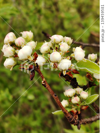 Close up of white pear tree flower buds on a branch in the spring garden. Close up of white pear tree flower buds on a branch in the spring garden. 139459581
