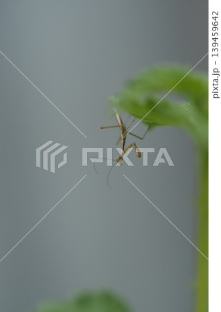 カマキリの子供 カマキリの子供 139459642