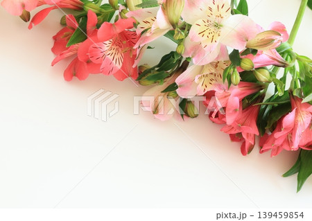 アストロメリアの花 アストロメリアの花 139459854