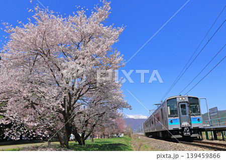 大糸線　桜咲く北大町駅 139459866