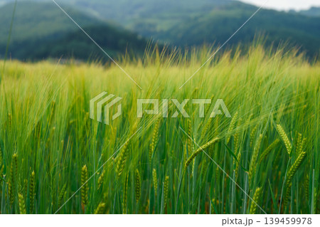 Lush green wheat field swaying in wind with mountains in background, agriculture concept, natural growth, rural landscape and summer season Lush green wheat field swaying in wind with mountains in background, agriculture concept, natural growth, rural landscape and summer season 139459978