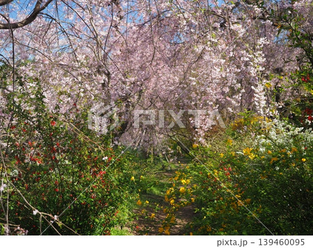 原谷苑　桜風景 139460095