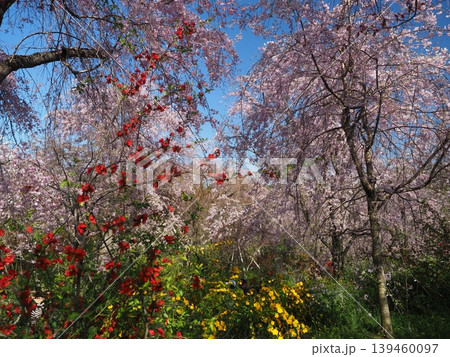 原谷苑 桜風景 原谷苑 桜風景 139460097