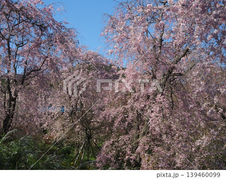 原谷苑 桜風景 原谷苑 桜風景 139460099