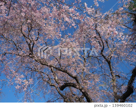 原谷苑　桜風景 139460102