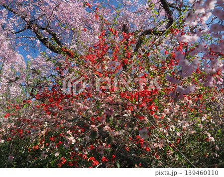 原谷苑 桜風景 原谷苑 桜風景 139460110