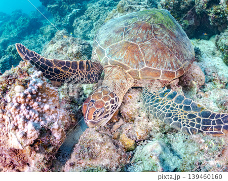 海藻を食べるアオウミガメ。美しいサンゴ礁と熱帯魚の群れ。 阿嘉島阿嘉ビーチ沖縄県島尻郡慶良間諸島 139460160
