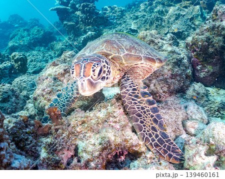 海藻を食べるアオウミガメ。美しいサンゴ礁と熱帯魚の群れ。 阿嘉島阿嘉ビーチ沖縄県島尻郡慶良間諸島 139460161