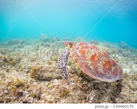 海藻を食べるアオウミガメ。美しいサンゴ礁と熱帯魚の群れ。 阿嘉島阿嘉ビーチ沖縄県島尻郡慶良間諸島 139460170