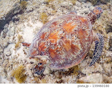海藻を食べるアオウミガメ。美しいサンゴ礁と熱帯魚の群れ。 阿嘉島阿嘉ビーチ沖縄県島尻郡慶良間諸島 139460180