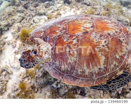 海藻を食べるアオウミガメ。美しいサンゴ礁と熱帯魚の群れ。 阿嘉島阿嘉ビーチ沖縄県島尻郡慶良間諸島 139460190