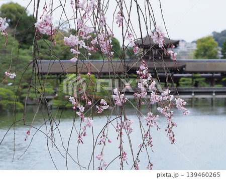 平安神宮の春景色 平安神宮の春景色 139460265