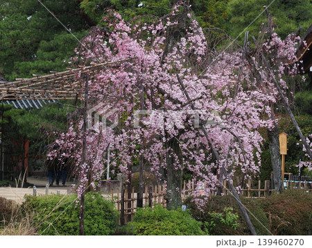 平安神宮の春景色 139460270