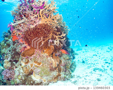 座間味島安室島のスカシテンジクダイ他が群れる根。美しいサンゴ礁と熱帯魚の群れ。 安室島沖縄県島尻郡 139460303