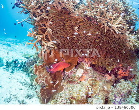 座間味島安室島のスカシテンジクダイ他が群れる根。美しいサンゴ礁と熱帯魚の群れ。 安室島沖縄県島尻郡 座間味島安室島のスカシテンジクダイ他が群れる根。美しいサンゴ礁と熱帯魚の群れ。 安室島沖縄県島尻郡 139460306