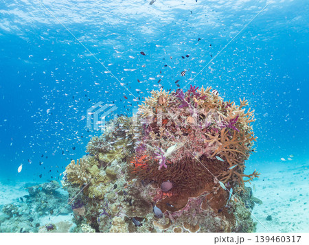 座間味島安室島のスカシテンジクダイ他が群れる根。美しいサンゴ礁と熱帯魚の群れ。 安室島沖縄県島尻郡 座間味島安室島のスカシテンジクダイ他が群れる根。美しいサンゴ礁と熱帯魚の群れ。 安室島沖縄県島尻郡 139460317