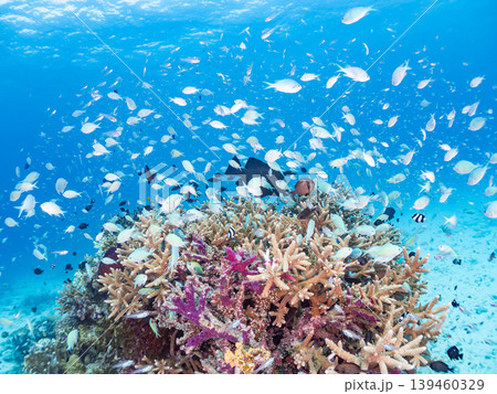 座間味島安室島のスカシテンジクダイ他が群れる根。美しいサンゴ礁と熱帯魚の群れ。 安室島沖縄県島尻郡 139460329