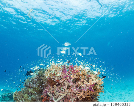 座間味島安室島のスカシテンジクダイ他が群れる根。美しいサンゴ礁と熱帯魚の群れ。 安室島沖縄県島尻郡 139460333