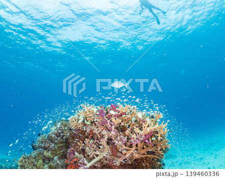 座間味島安室島のスカシテンジクダイ他が群れる根。美しいサンゴ礁と熱帯魚の群れ。 安室島沖縄県島尻郡 座間味島安室島のスカシテンジクダイ他が群れる根。美しいサンゴ礁と熱帯魚の群れ。 安室島沖縄県島尻郡 139460336