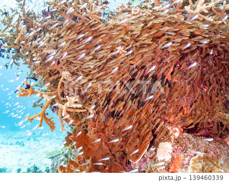座間味島安室島のスカシテンジクダイ他が群れる根。美しいサンゴ礁と熱帯魚の群れ。 安室島沖縄県島尻郡 139460339