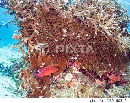 座間味島安室島のスカシテンジクダイ他が群れる根。美しいサンゴ礁と熱帯魚の群れ。 安室島沖縄県島尻郡 座間味島安室島のスカシテンジクダイ他が群れる根。美しいサンゴ礁と熱帯魚の群れ。 安室島沖縄県島尻郡 139460342