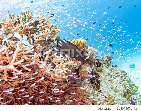 座間味島安室島のスカシテンジクダイ他が群れる根。美しいサンゴ礁と熱帯魚の群れ。 安室島沖縄県島尻郡 139460343