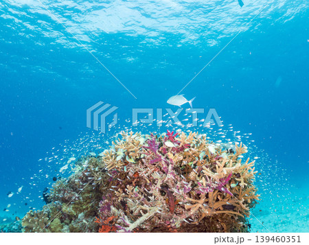 座間味島安室島のスカシテンジクダイ他が群れる根。美しいサンゴ礁と熱帯魚の群れ。 安室島沖縄県島尻郡 139460351
