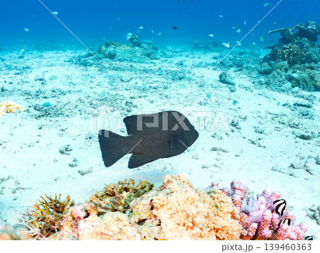 座間味島安室島のスカシテンジクダイ他が群れる根。美しいサンゴ礁と熱帯魚の群れ。 安室島沖縄県島尻郡 座間味島安室島のスカシテンジクダイ他が群れる根。美しいサンゴ礁と熱帯魚の群れ。 安室島沖縄県島尻郡 139460363