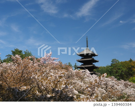 春の仁和寺 春の仁和寺 139460384
