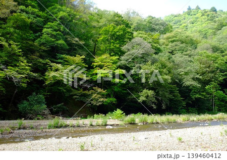 【神奈川県】緑に包まれた水沢川 【神奈川県】緑に包まれた水沢川 139460412