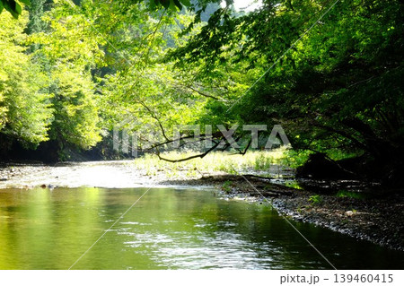 【神奈川県】緑の美しい水沢川のせせらぎ 【神奈川県】緑の美しい水沢川のせせらぎ 139460415